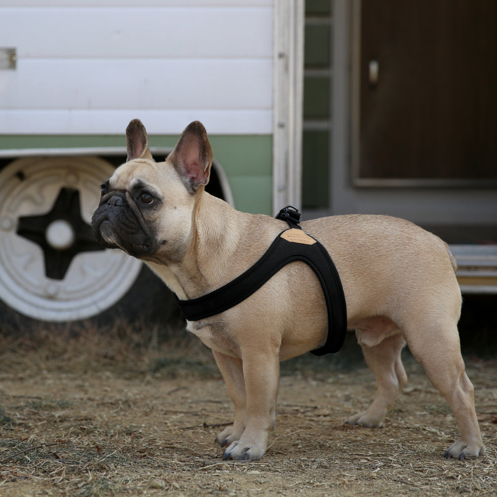 Charlie's Backyard Buckle Up Easy Harness for Dogs (Black)