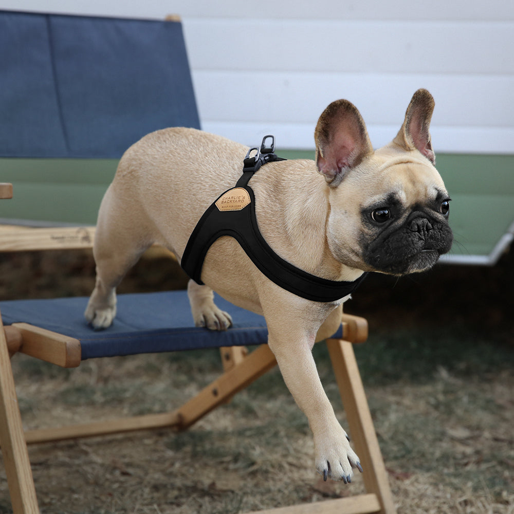 Charlie's Backyard Buckle Up Easy Harness for Dogs (Black)
