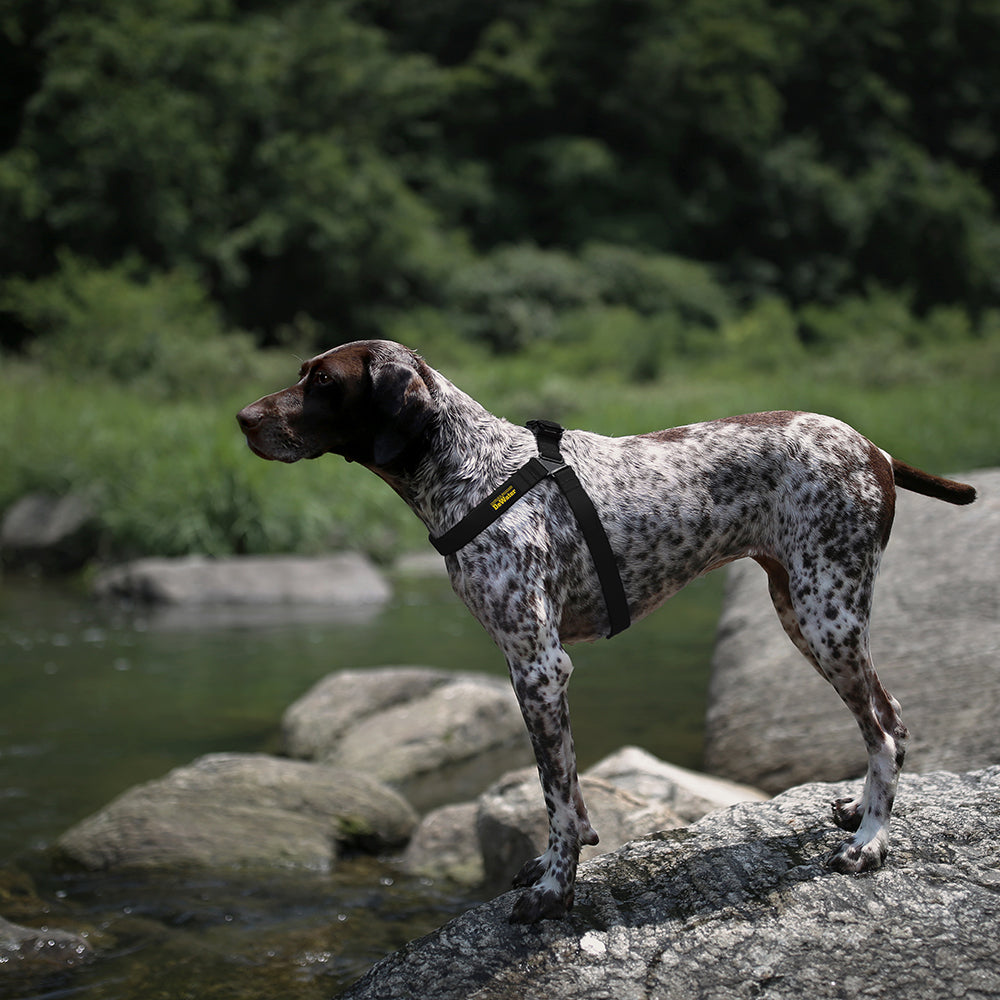 Charlie's Backyard DeWater Harness for Dogs (Black)