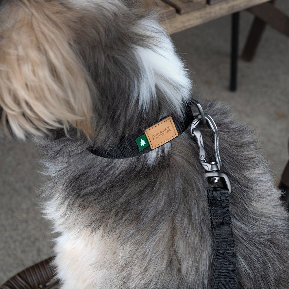 Charlie's Backyard TOWN BASIC COLLAR / BLACK