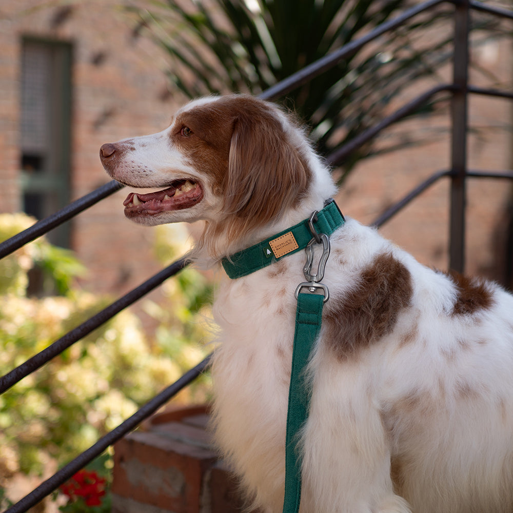 Charlie's Backyard TOWN COLLAR / RED