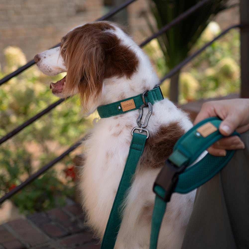 Charlie's Backyard TOWN COLLAR / RED
