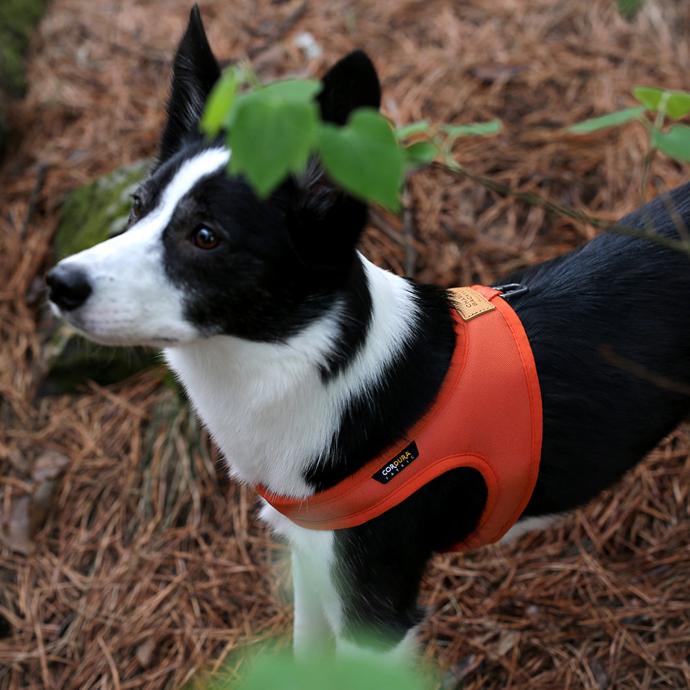 Charlie's Backyard TOWN CORDURA® HARNESS / ORANGE