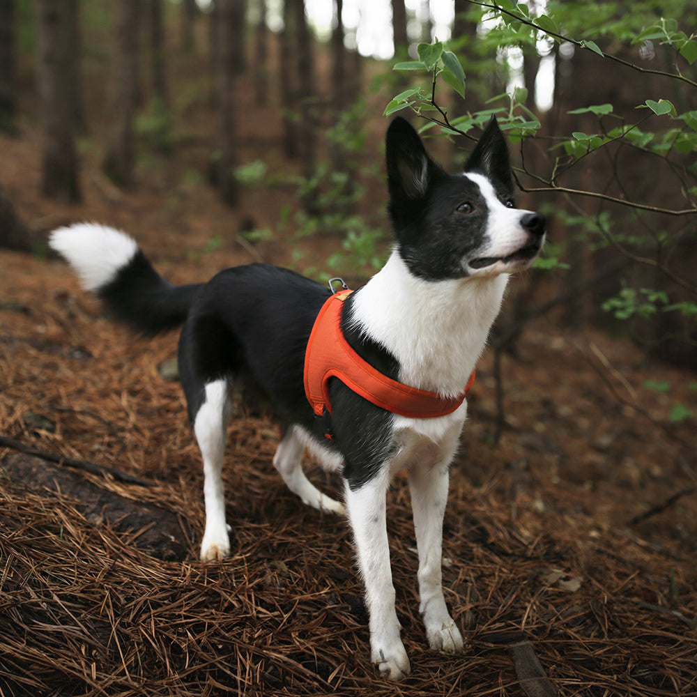 Charlie's Backyard TOWN CORDURA® HARNESS / ORANGE