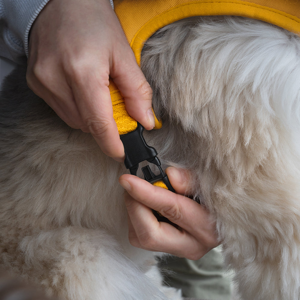 Charlie's Backyard TOWN CORDURA® HARNESS / ORANGE