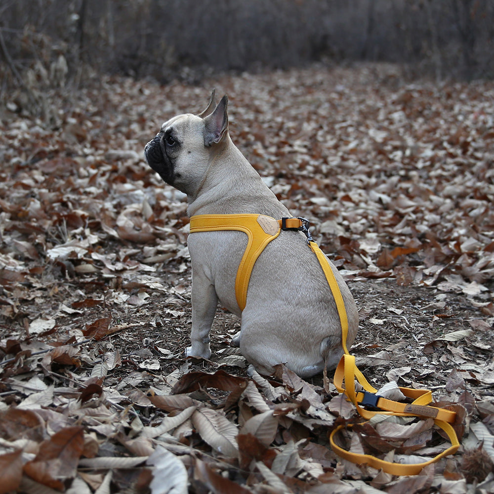 Charlie's Backyard Easy Leash for Dogs