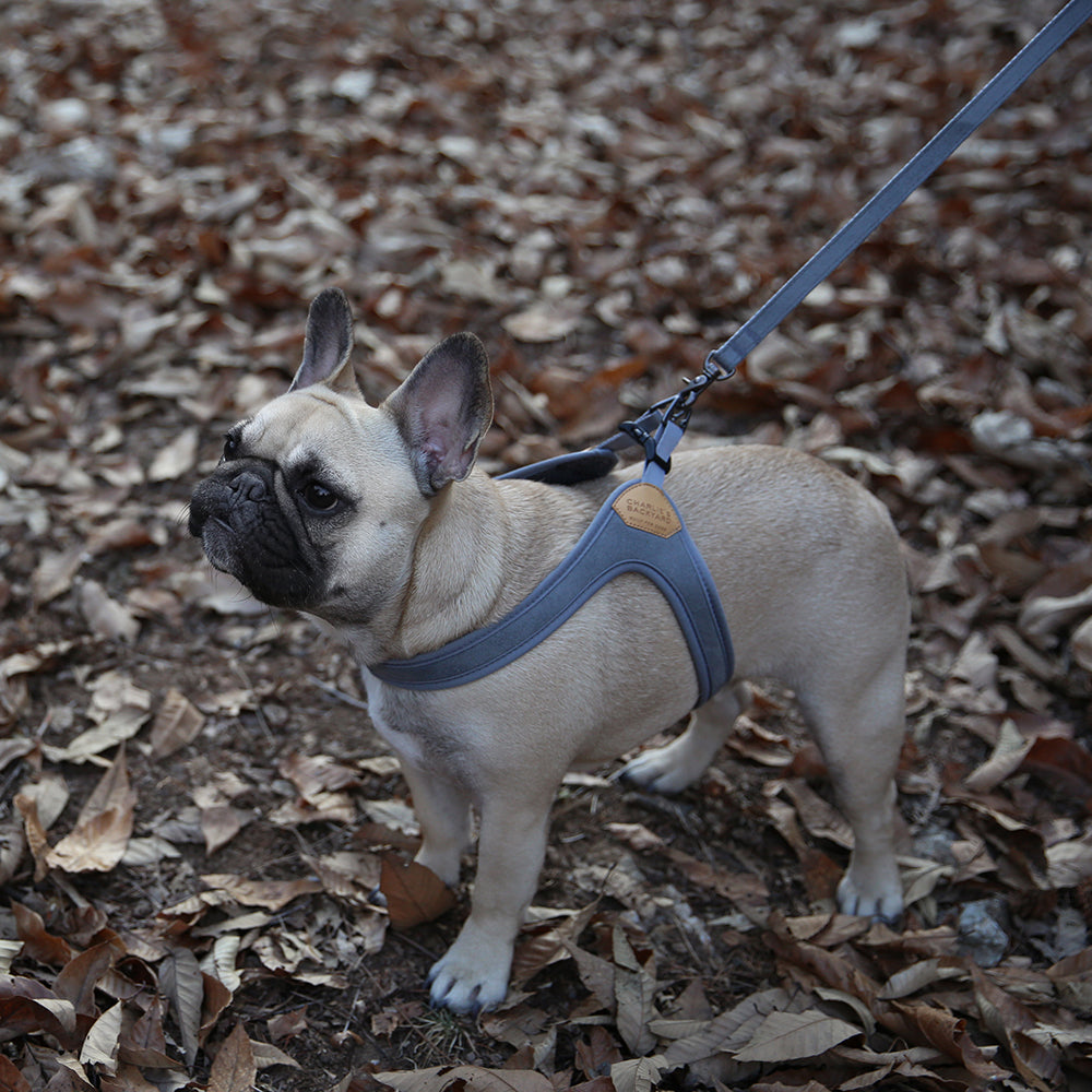 Charlie's Backyard Easy Leash for Dogs