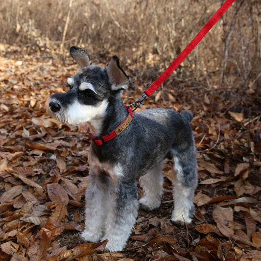 Charlie's Backyard Easy Leash for Dogs