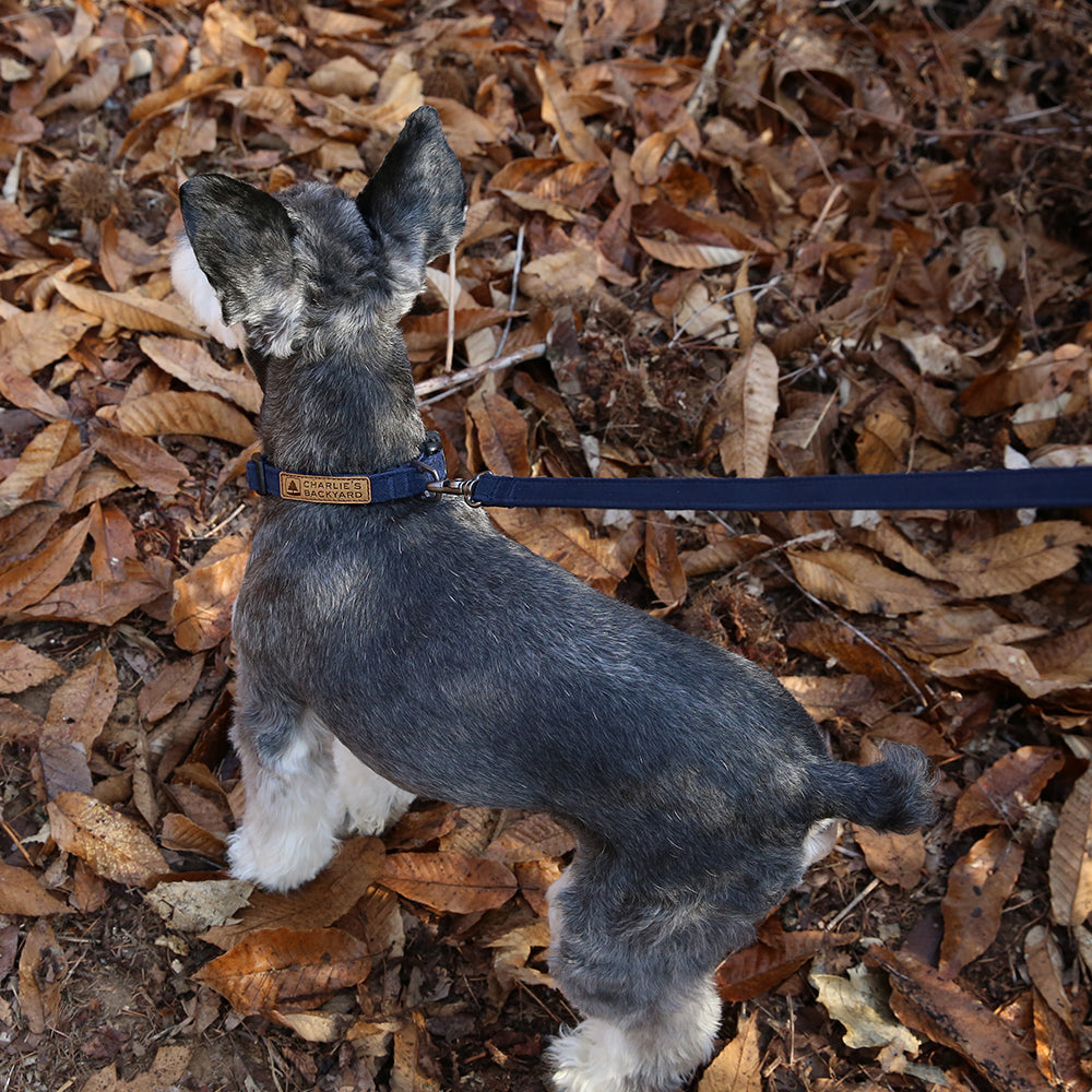 Charlie's Backyard Easy Leash for Dogs