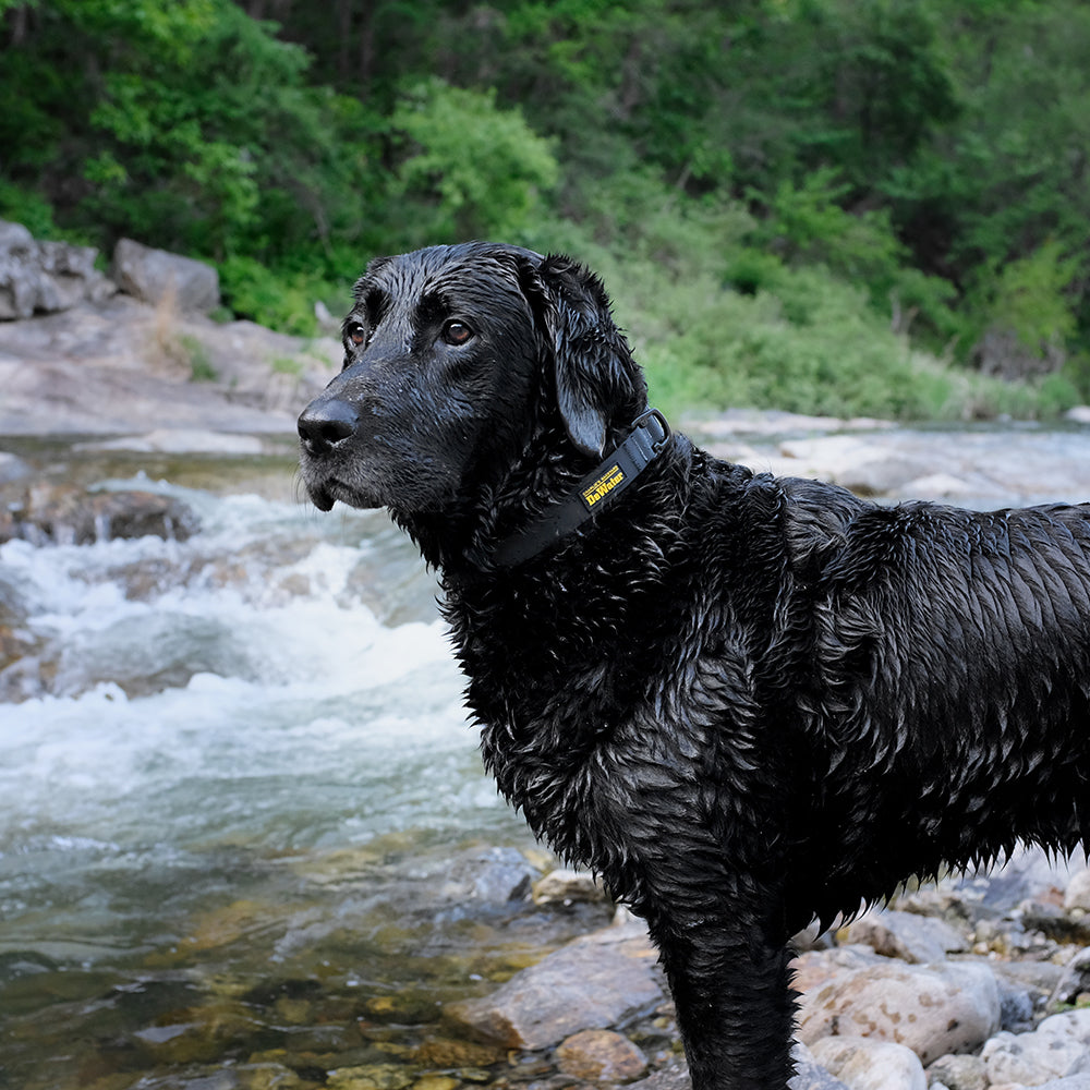 DeWater COLLAR