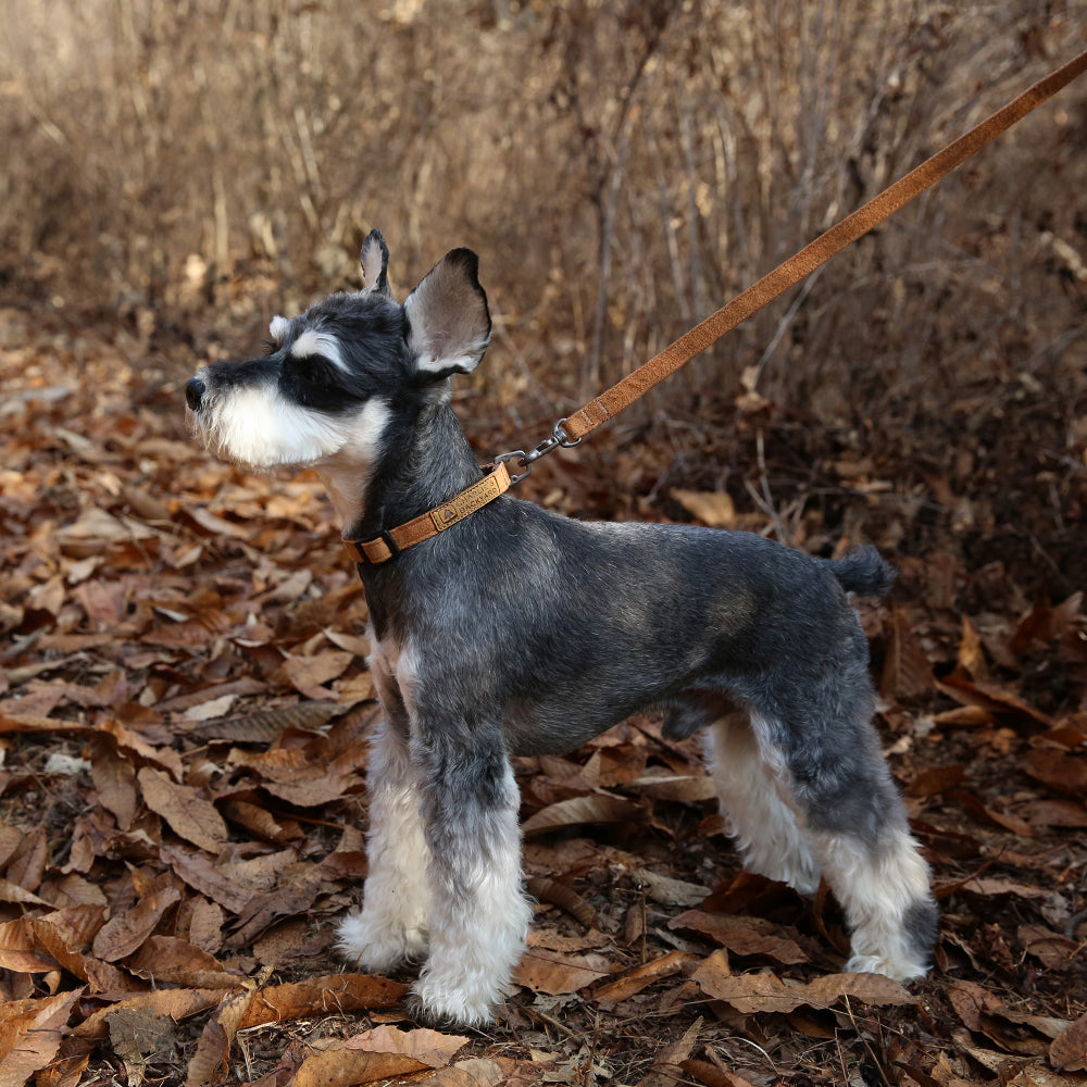 Charlie's Backyard Easy Leash for Dogs