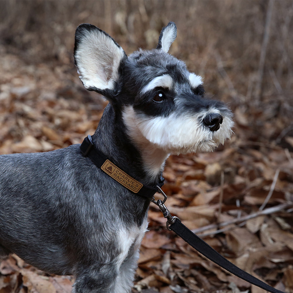 Charlie's Backyard Easy Leash for Dogs