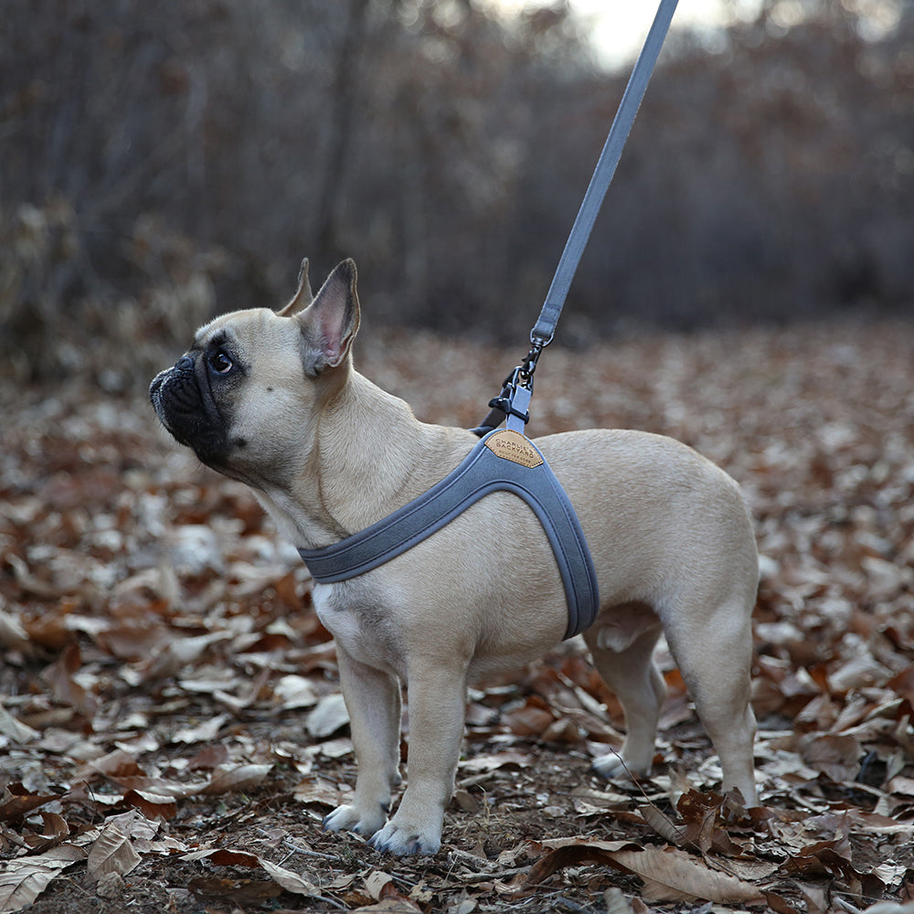 EASY LEASH