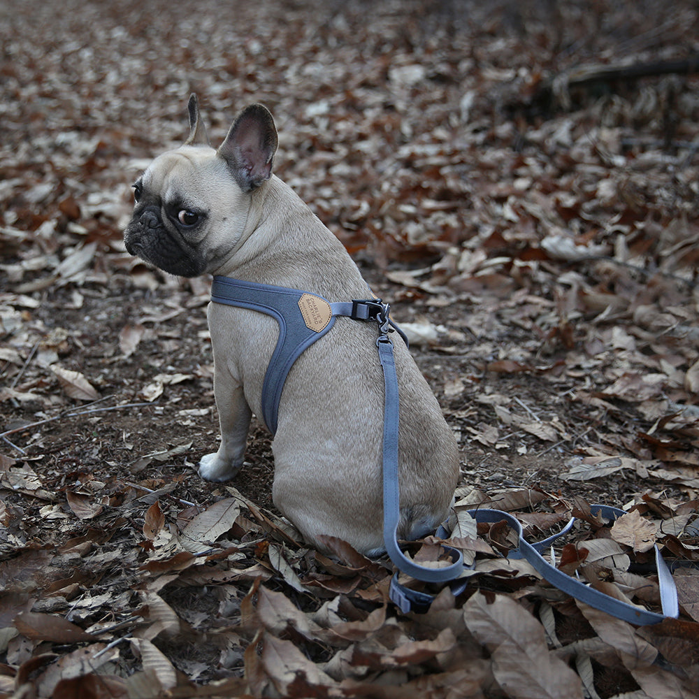 Charlie's Backyard Buckle Up Easy Harness for Dogs (Grey)