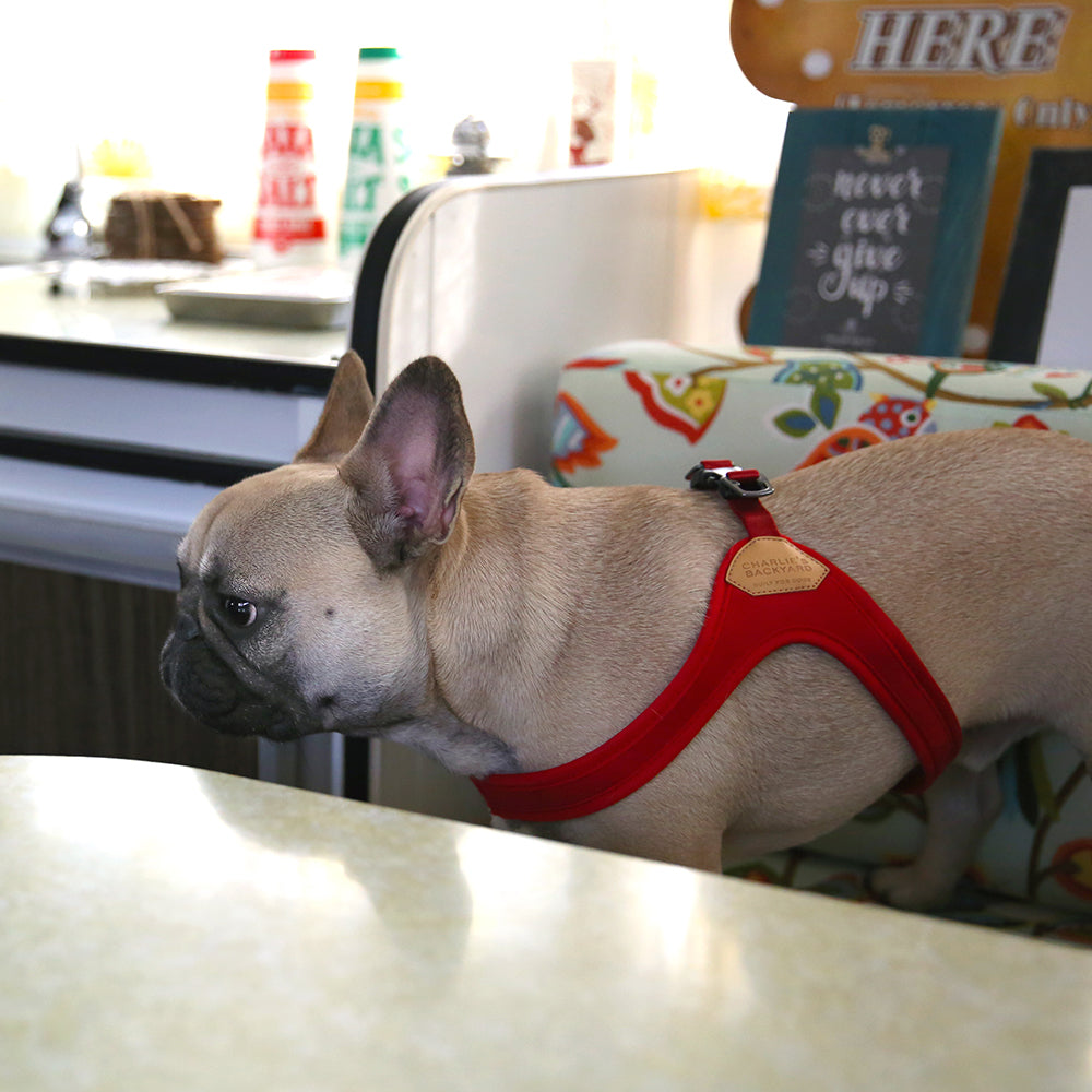 Charlie's Backyard Buckle Up Easy Harness for Dogs (Red)