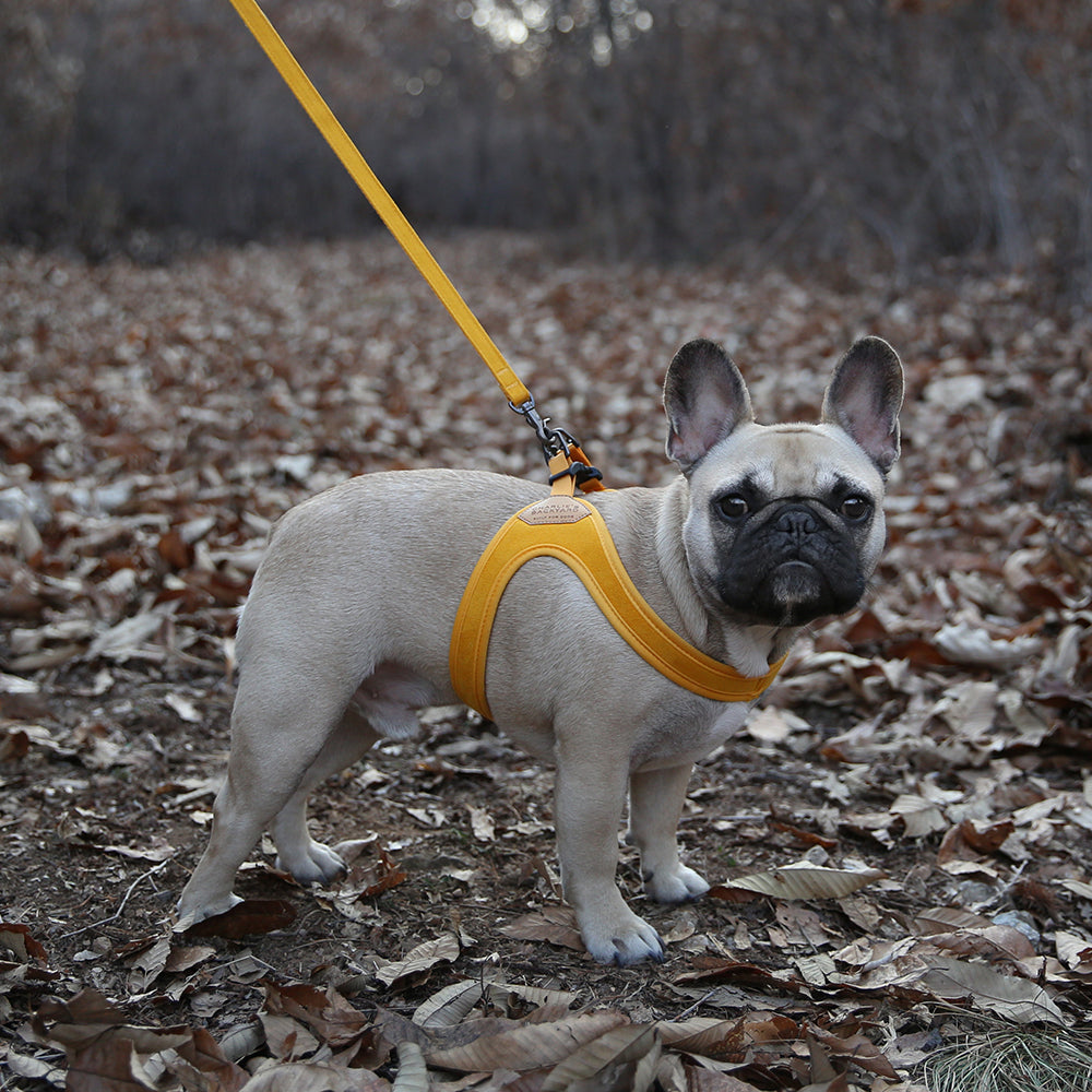 Charlie's Backyard Buckle Up Easy Harness for Dogs (Yellow)