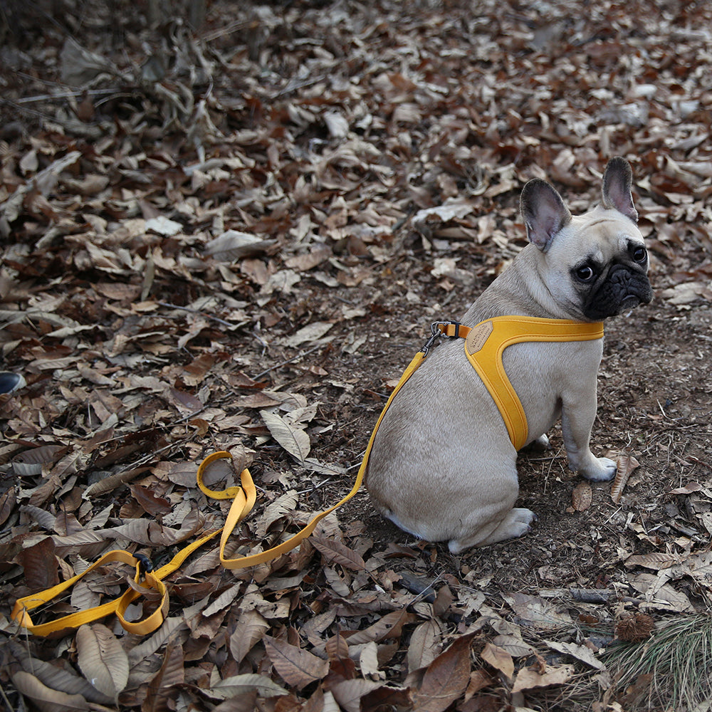 Charlie's Backyard Buckle Up Easy Harness for Dogs (Yellow)