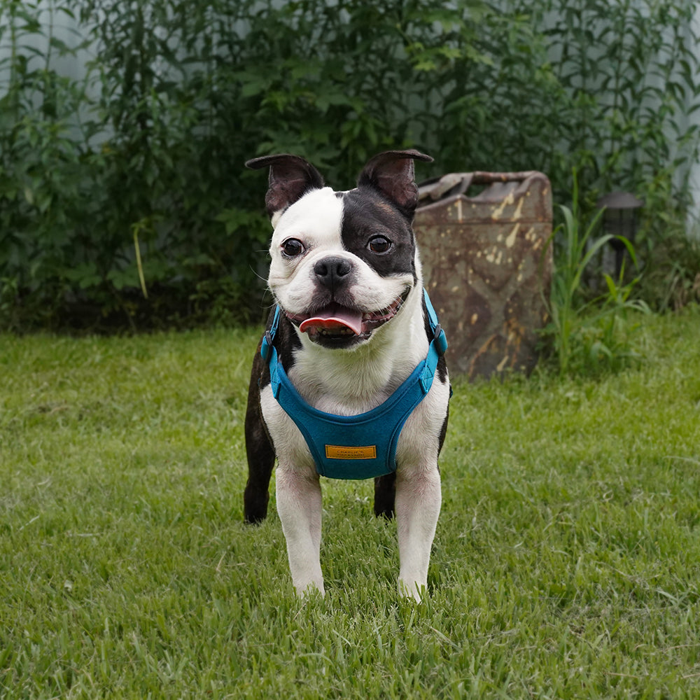 Charlie's Backyard Comfort Harness for Dogs (Blue)