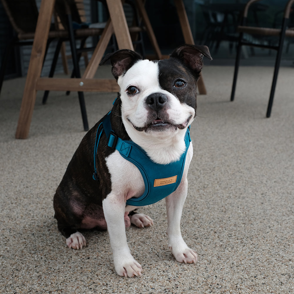 Charlie's Backyard Comfort Harness for Dogs (Blue)