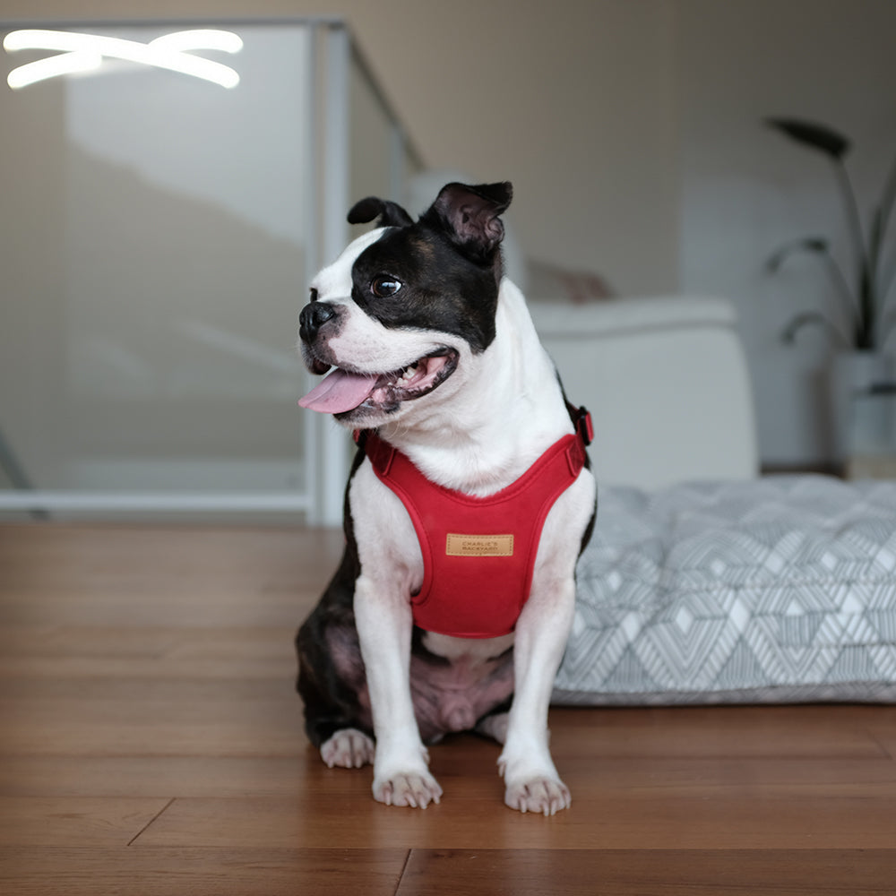 Charlie's Backyard Comfort Harness for Dogs (Red)