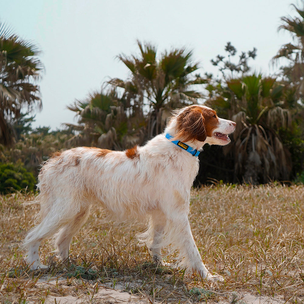 Charlie's Backyard DeWater Collar for Dogs (Blue)