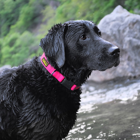 Charlie's Backyard DeWater Collar for Dogs (Pink)