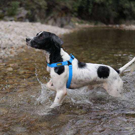 Charlie's Backyard DeWater Harness for Dogs (Blue)