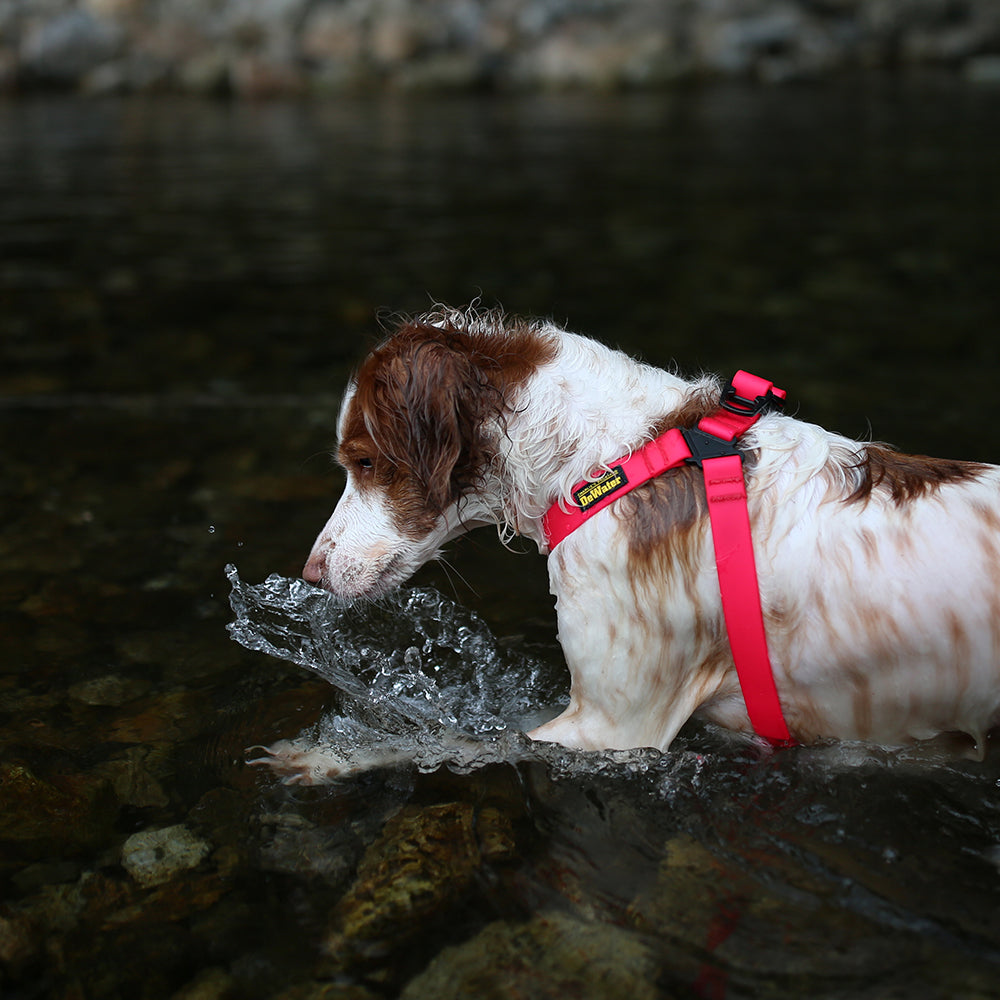 Charlie's Backyard DeWater Harness for Dogs (Pink)