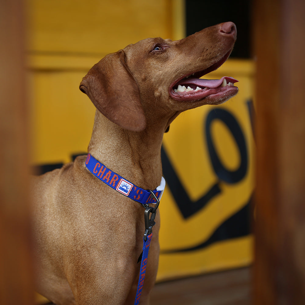 Charlie's Backyard Trip Collar (Blue)