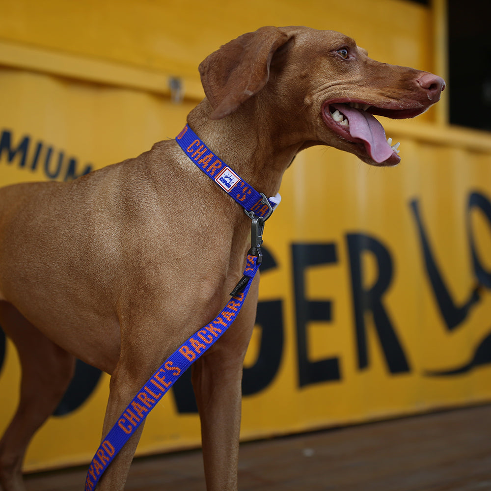 Charlie's Backyard Trip Collar (Blue)