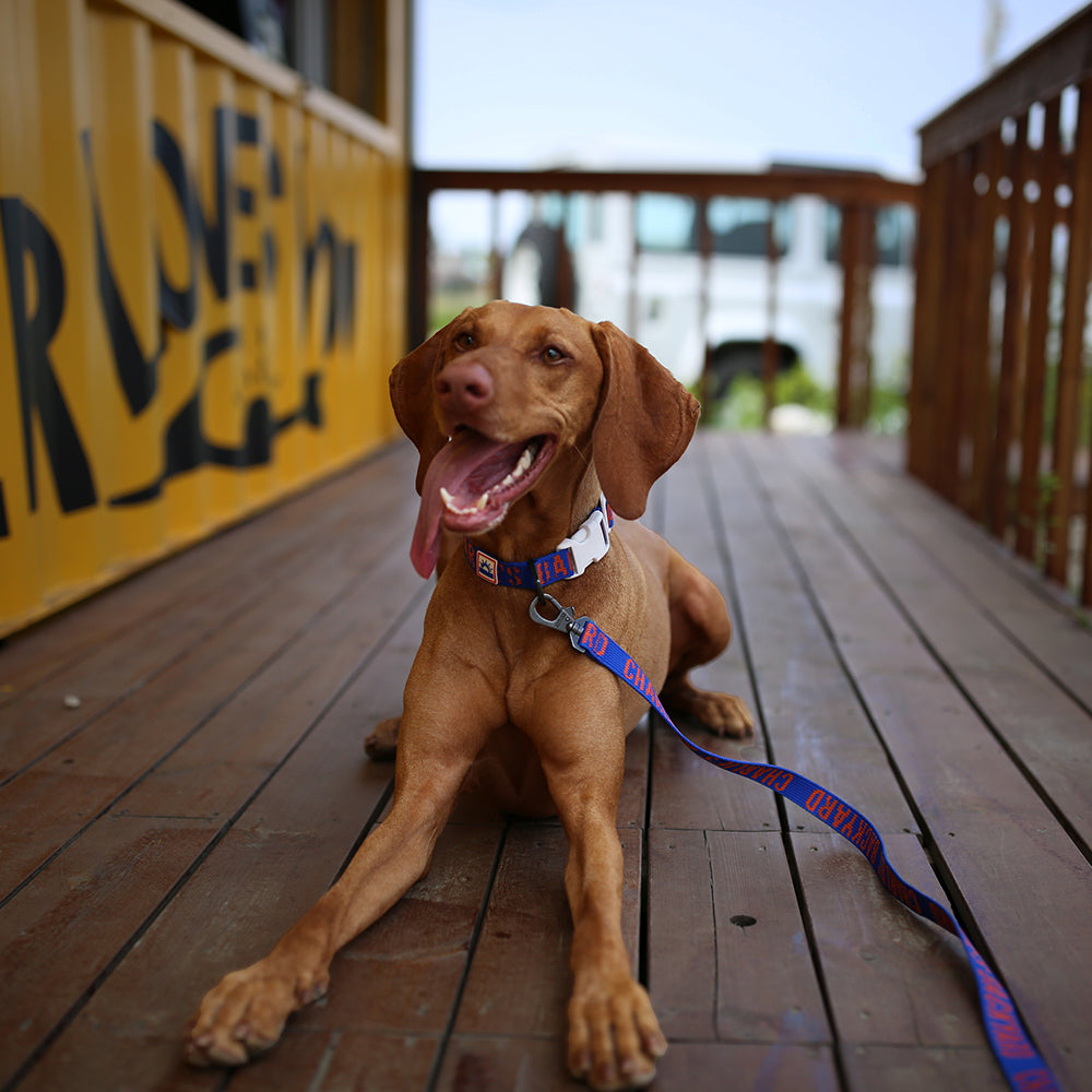 Charlie's Backyard Trip Collar (Blue)