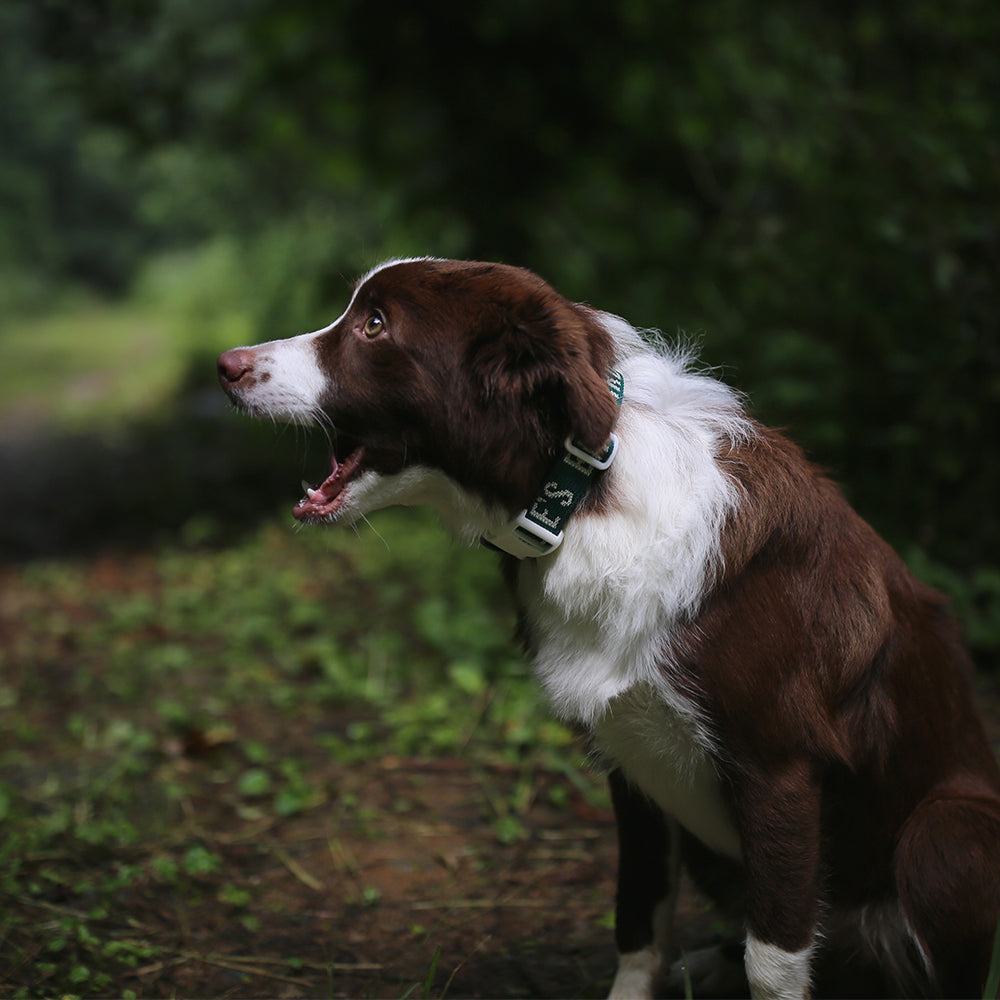 Charlie's Backyard Trip Collar (Green)