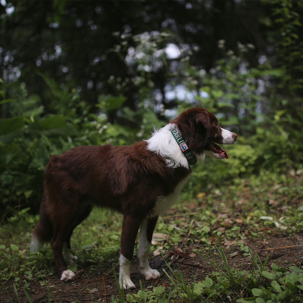 Charlie's Backyard Trip Collar (Green)