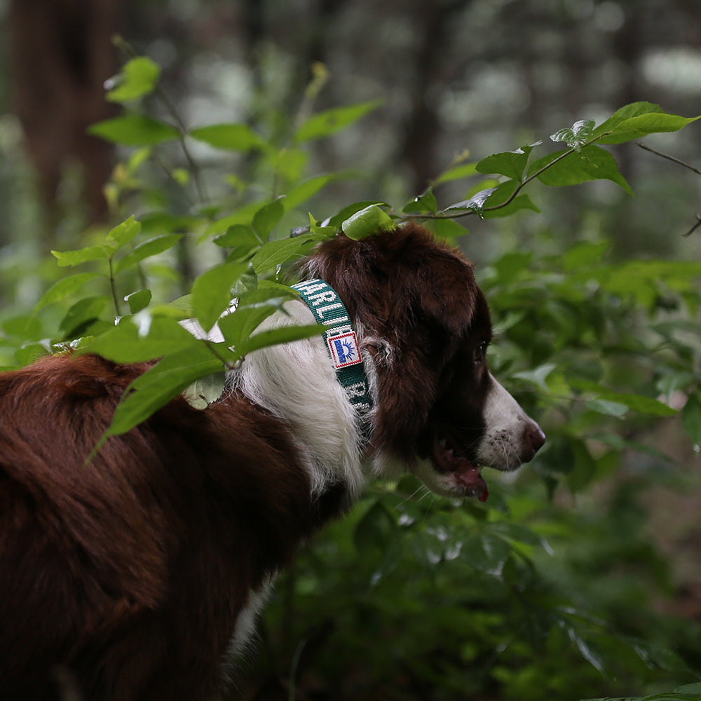 Charlie's Backyard Trip Collar (Green)