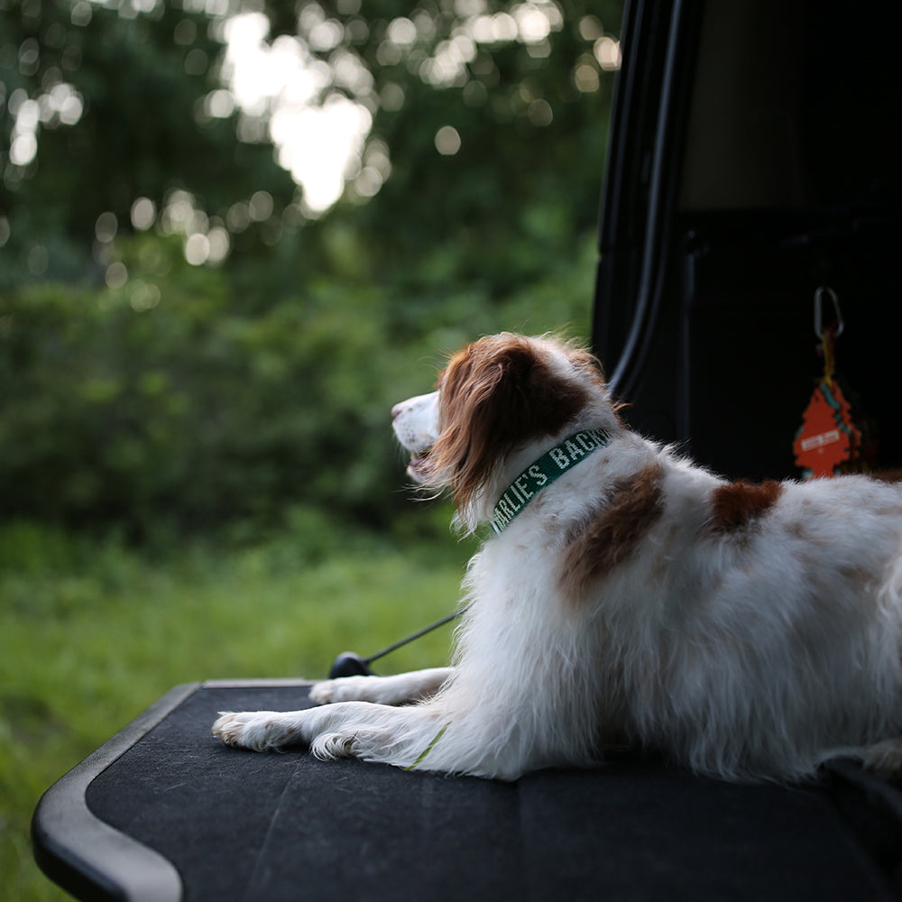 Charlie's Backyard Trip Collar (Green)