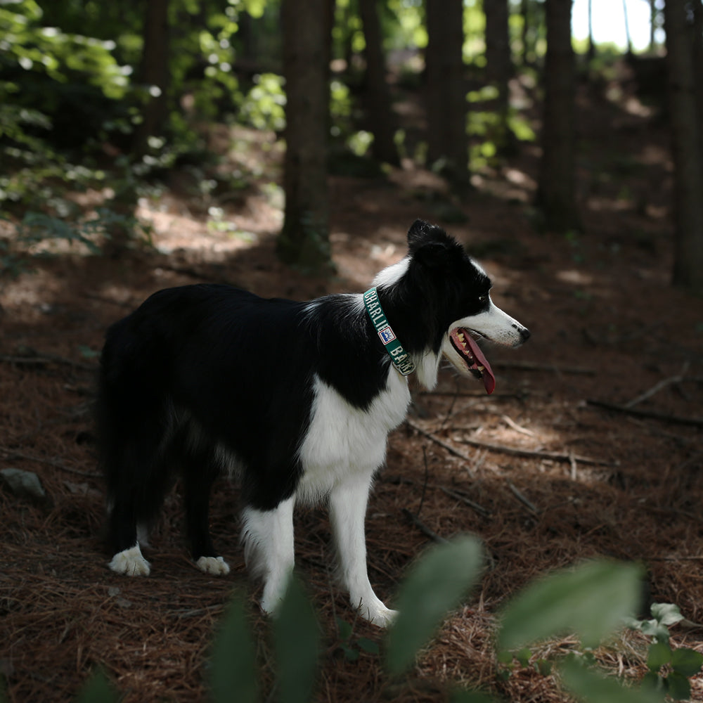 Charlie's Backyard Trip Collar (Green)