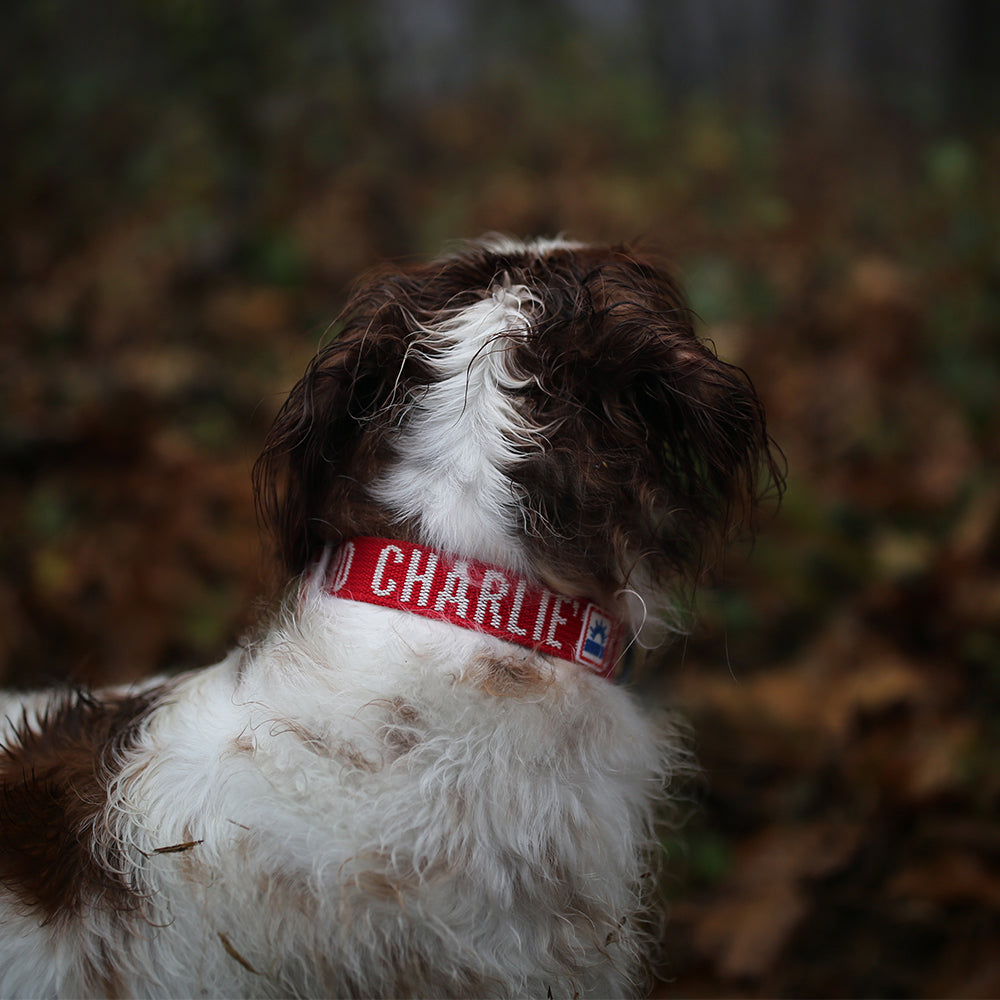 Charlie's Backyard Trip Collar (Red)