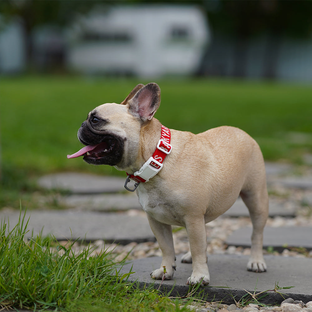 Charlie's Backyard Trip Collar (Red)