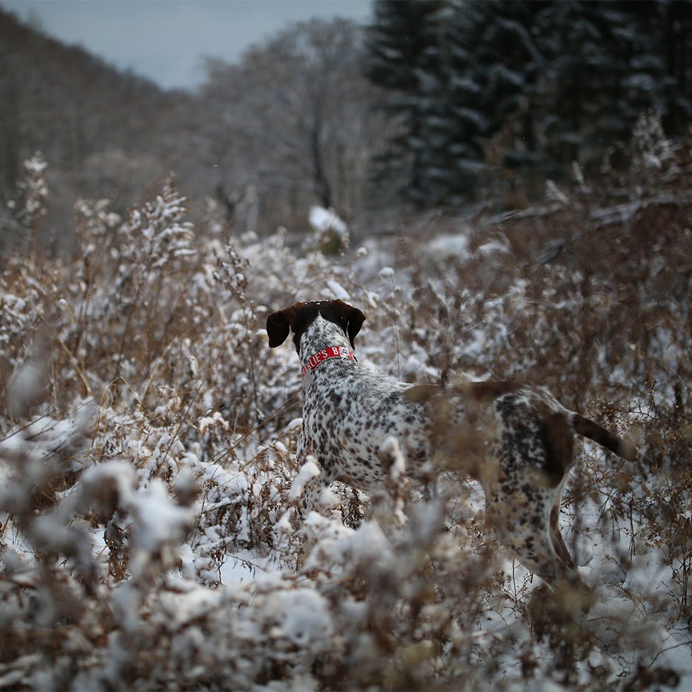 Charlie's Backyard Trip Collar (Red)