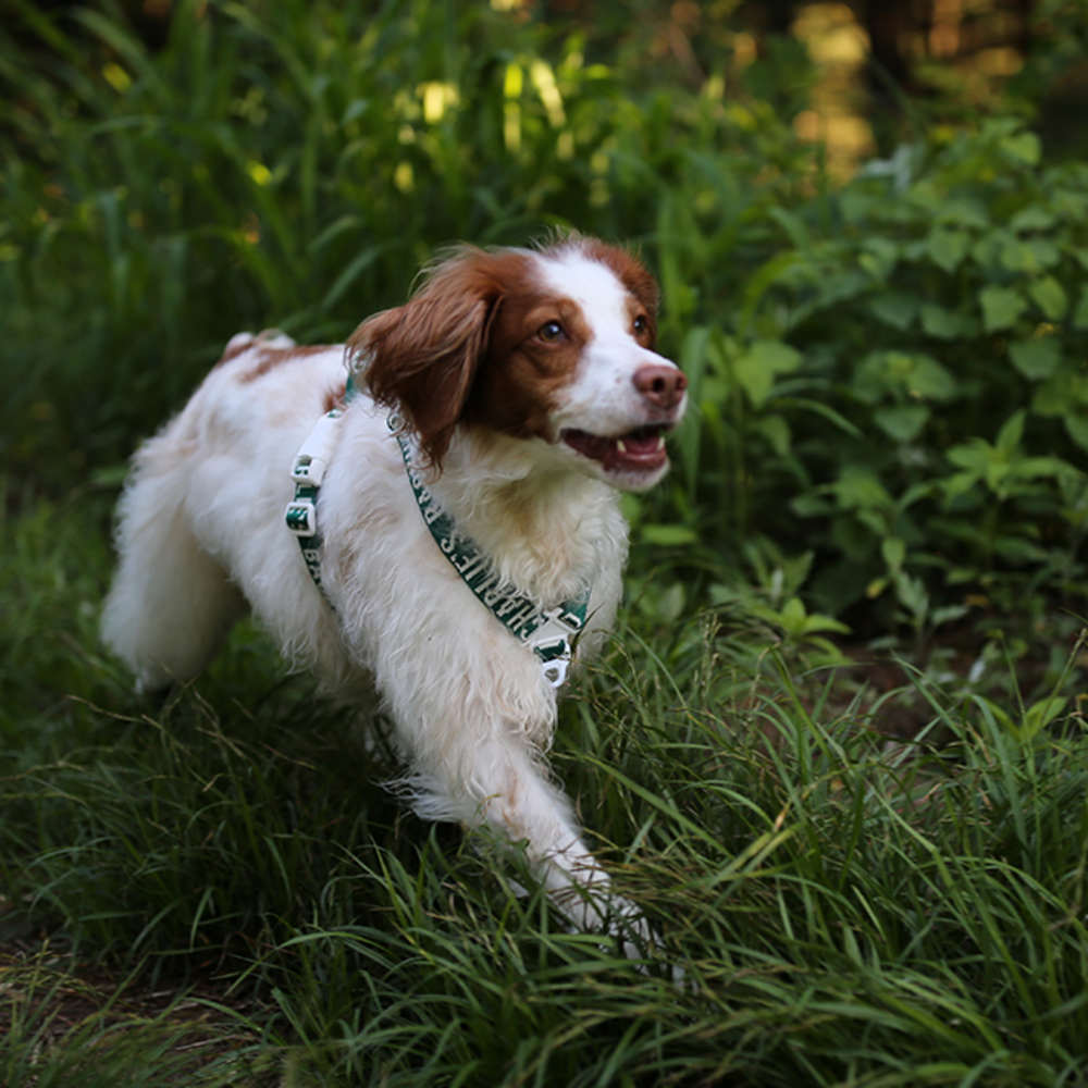 Charlie's Backyard Trip Harness (Green)