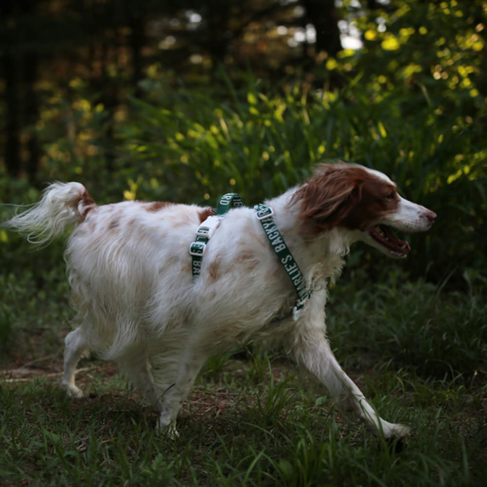 Charlie's Backyard Trip Harness (Green)