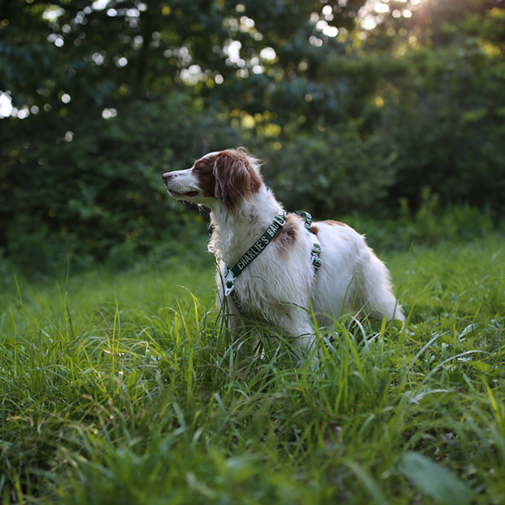 Charlie's Backyard Trip Harness (Green)