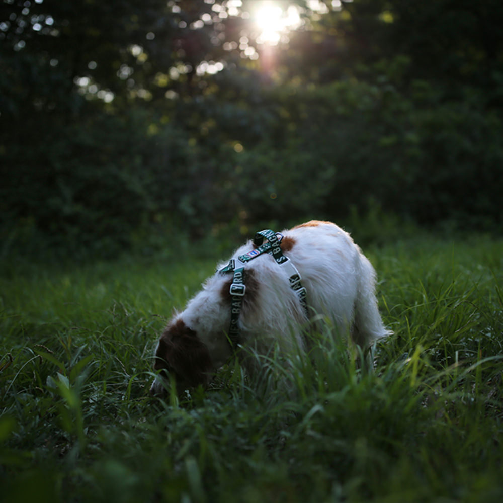 Charlie's Backyard Trip Harness (Green)