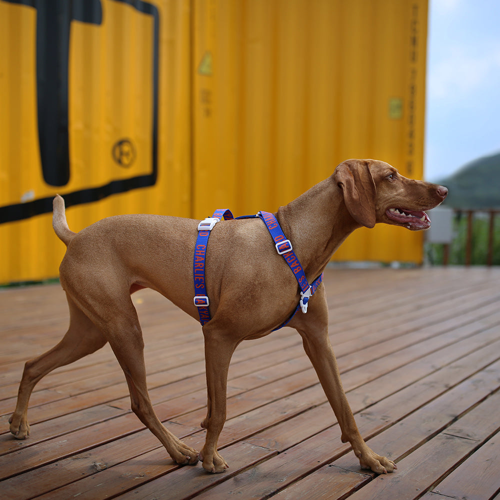 Charlie's Backyard Trip Harness (Blue)