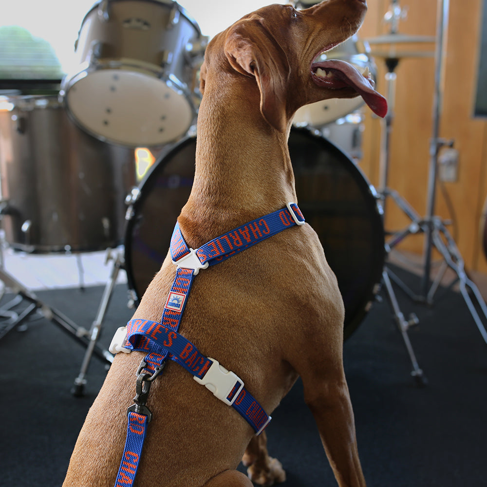 Charlie's Backyard Trip Harness (Blue)