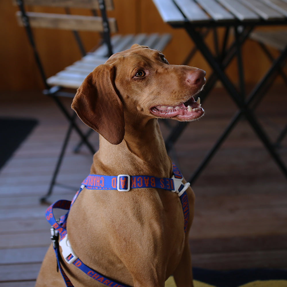 Charlie's Backyard Trip Harness (Blue)