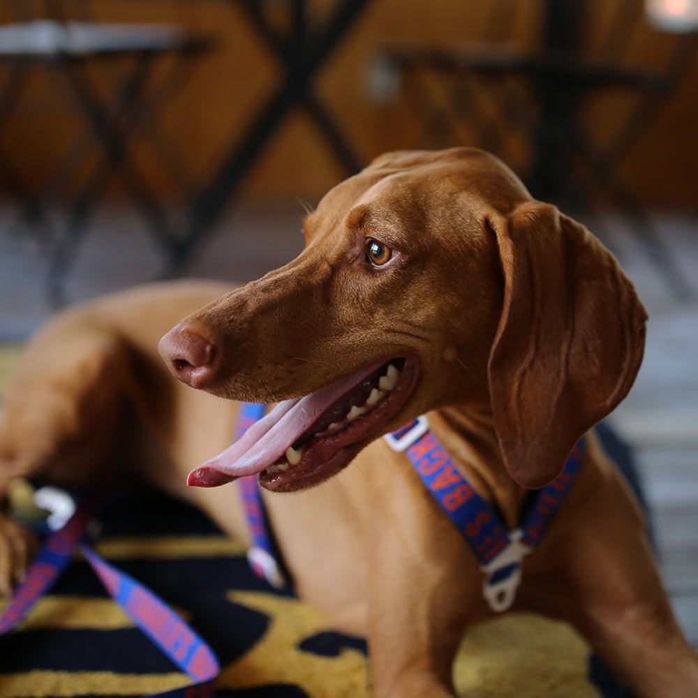 Charlie's Backyard Trip Harness (Blue)