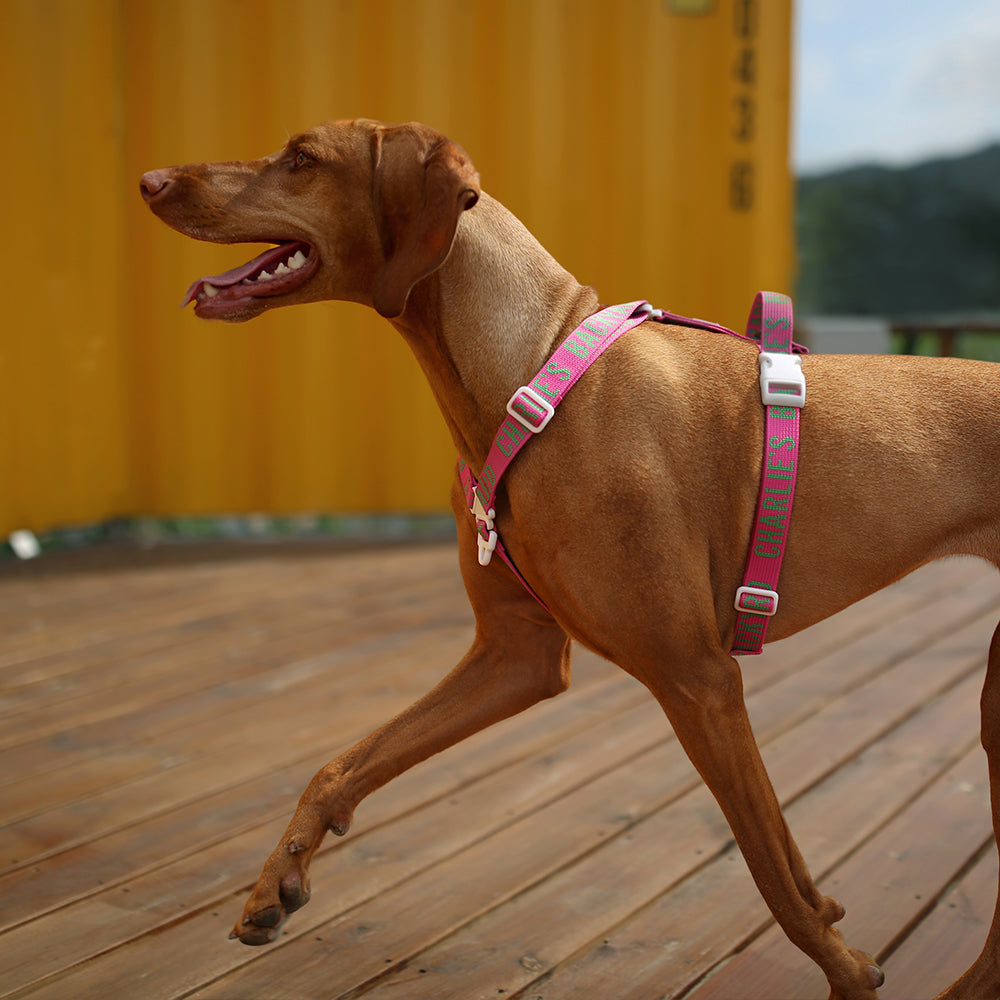 Charlie's Backyard Trip Harness (Pink)