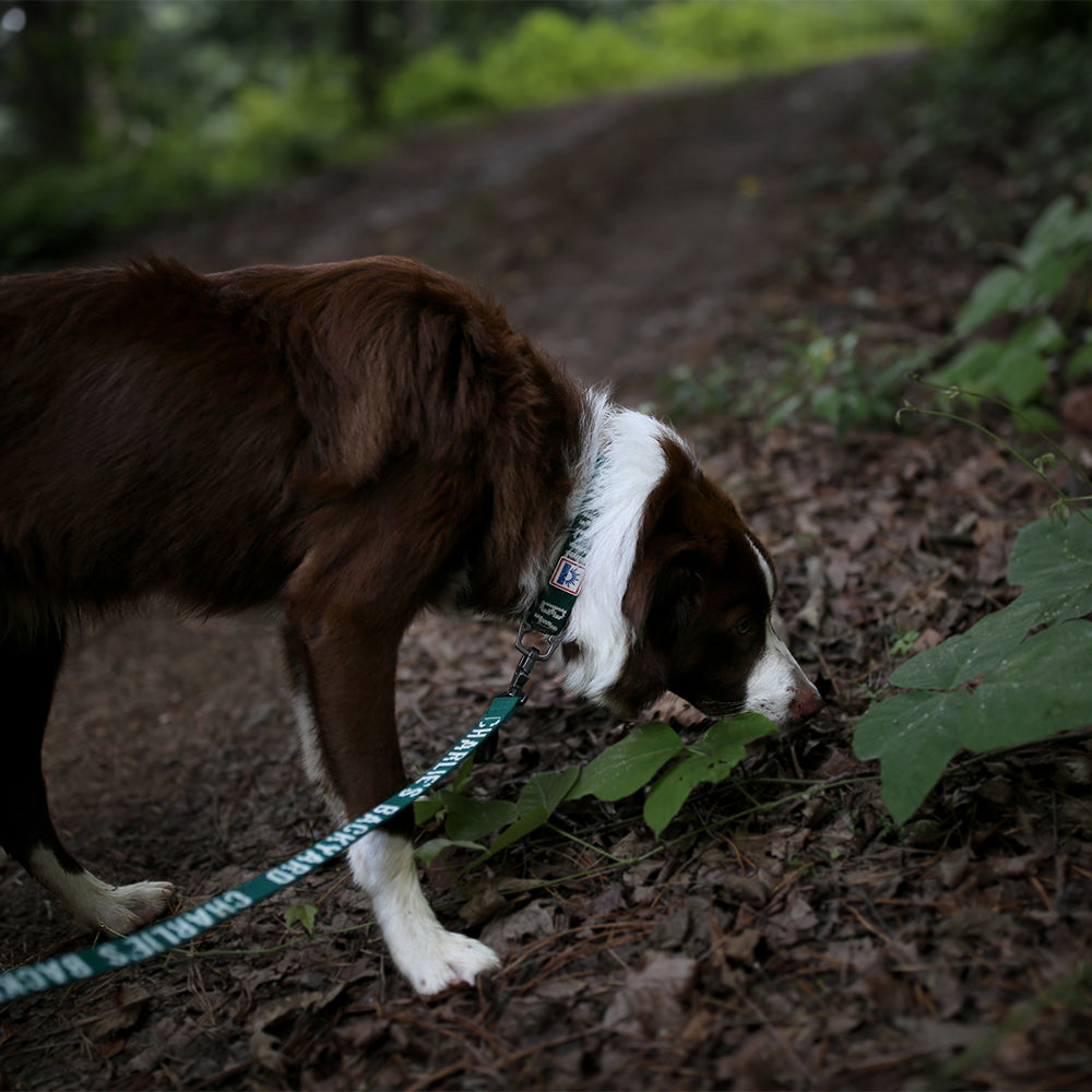 Charlie's Backyard Trip Leash