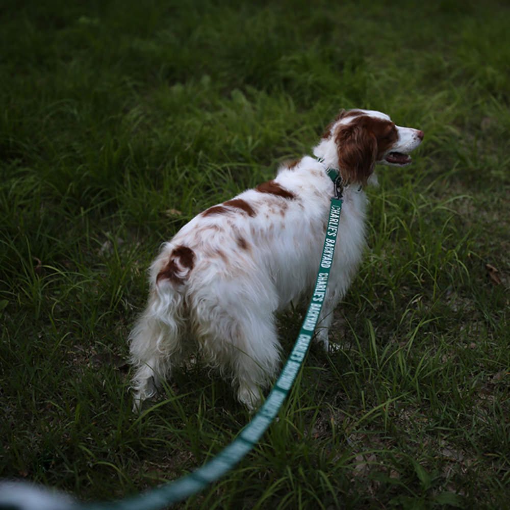 Charlie's Backyard Trip Leash